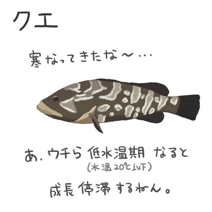 魚図鑑のtwitterイラスト検索結果