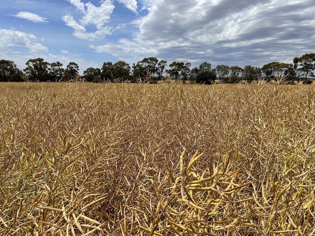 Excitement is building ahead of harvesting the very slow maturing canola trials at Streatham.  The bulk canola crop on the site was harvested yesterday by our generous host, averaging 4.35 t/ha.