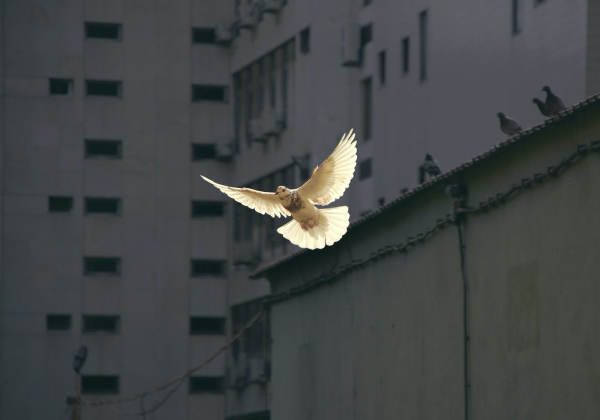 Rootsys_in's tweet photo. "The true soldier fights not because he hates what is in front of him, but because he loves what is behind him." 
- Gilbert K. Chesterton

Peace is what we all need.
Let's close our eyes and breath the peace.
#VijayDiwas2021 https://t.co/ddKdVnUQFg