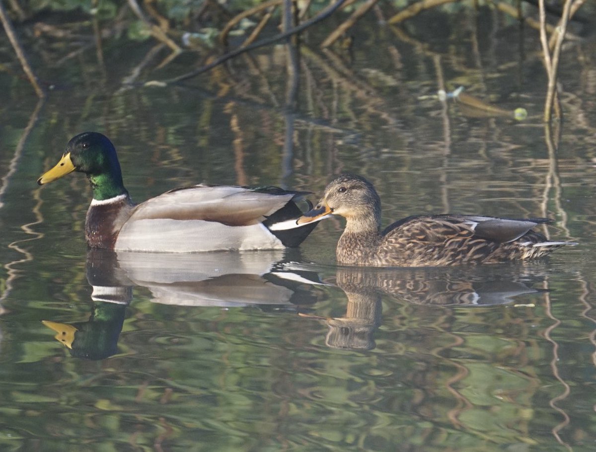 prashant Tomar tweet media