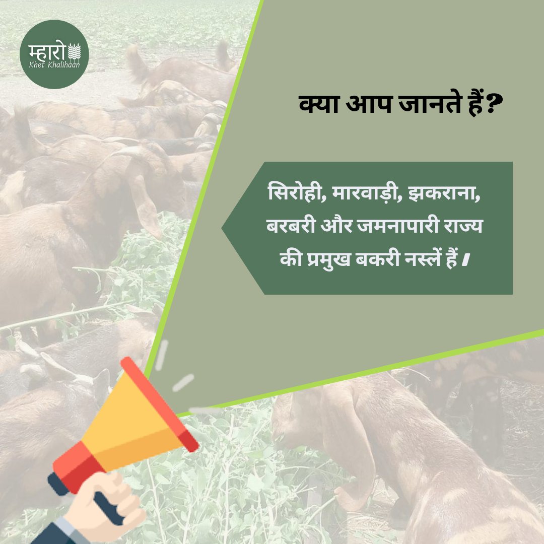 क्या आप जानते हैं?
.
#म्हारोkhetkhalihaan #mharokhetkhalihaan #goats #didyouknow #kyaaapjaantehai