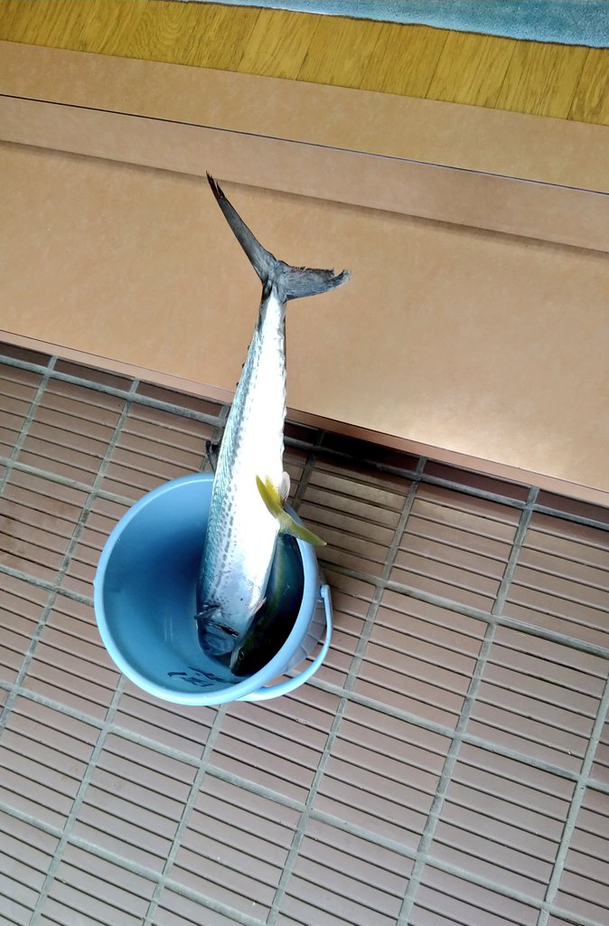 フクラギ Twitter Search Twitter