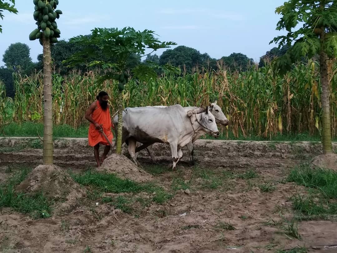 pyptharidwar's tweet photo. प्राकृतिक खेती में संपूर्ण मृदा खाद्य जल कृषि उत्पादकता, जैव विविधता, कार्बन पृथक्करण और जल उपलब्धता को बढ़ाता है।
#NaturalFarming 
@yogrishiramdev @AgriGoI   @PMOIndia @pyptharidwar @Ach_Balkrishna https://t.co/35CEffmiKv