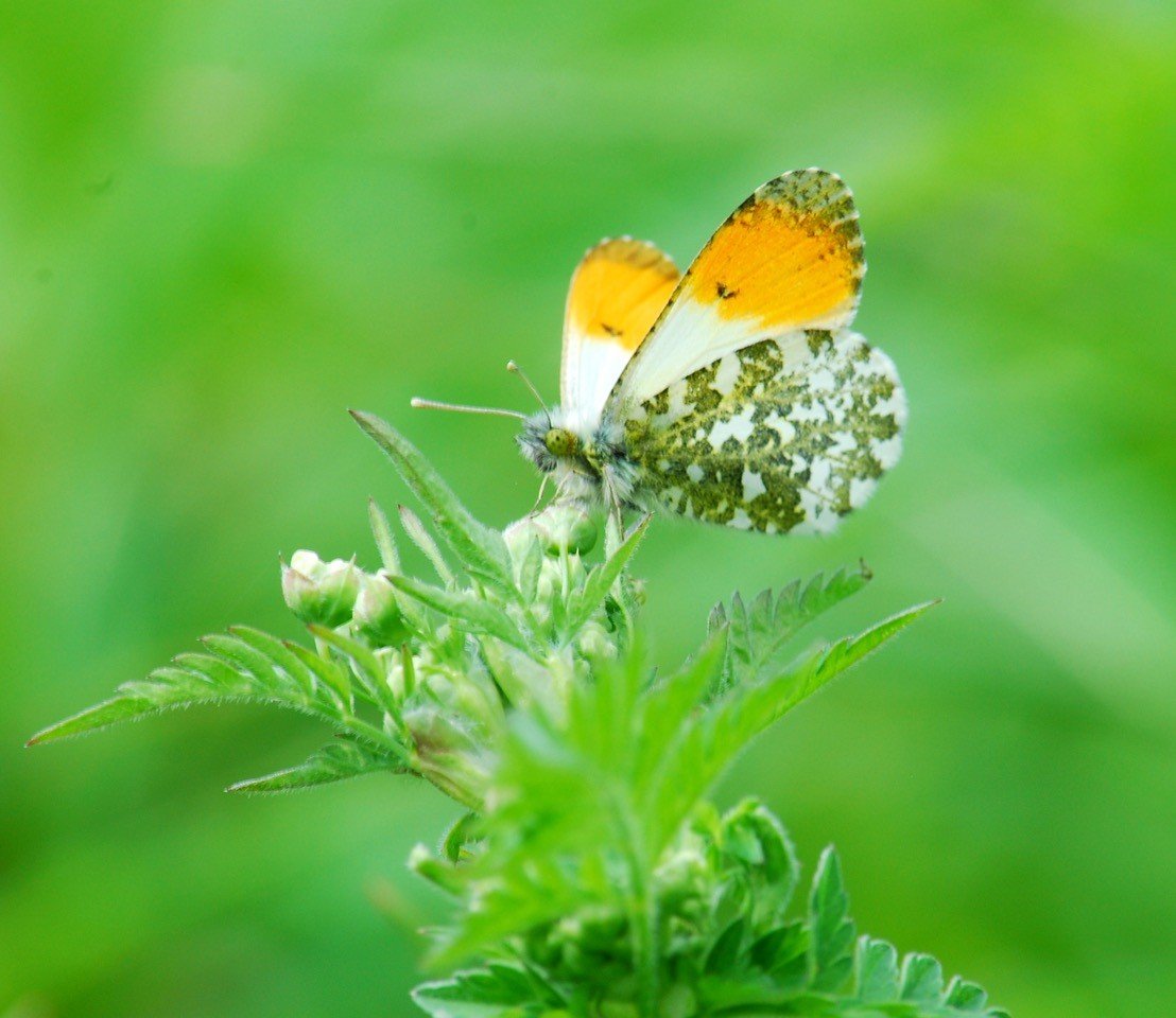 Applications for the #RewildLondonFund are now open!🌳
Grants between £10k & £50k are available to support Sites of Importance for Nature Conservation owners and land managers to improve key sites across London. Learn more 👉bit.ly/3dQ35z0 
#Greenspaces #greencities