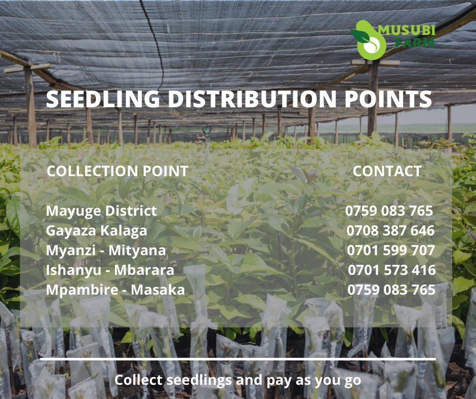 musubifarmug's tweet photo. Avocado trees are arguably one of the easiest plants to grow and one of the most lucrative agricultural ventures to invest in.
Visit any of these distribution points nearest to you to consult with our experts.
#HassAvocado #MusubiFarm https://t.co/ULdladoBON