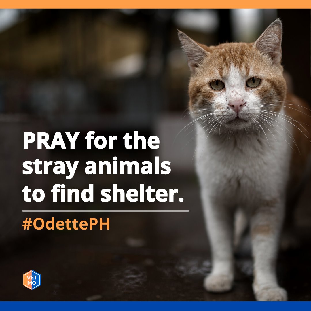 vetmoph's tweet photo. If you have the means to foster them, please do!😞
#OdettePH https://t.co/pVsjHzNyRk
