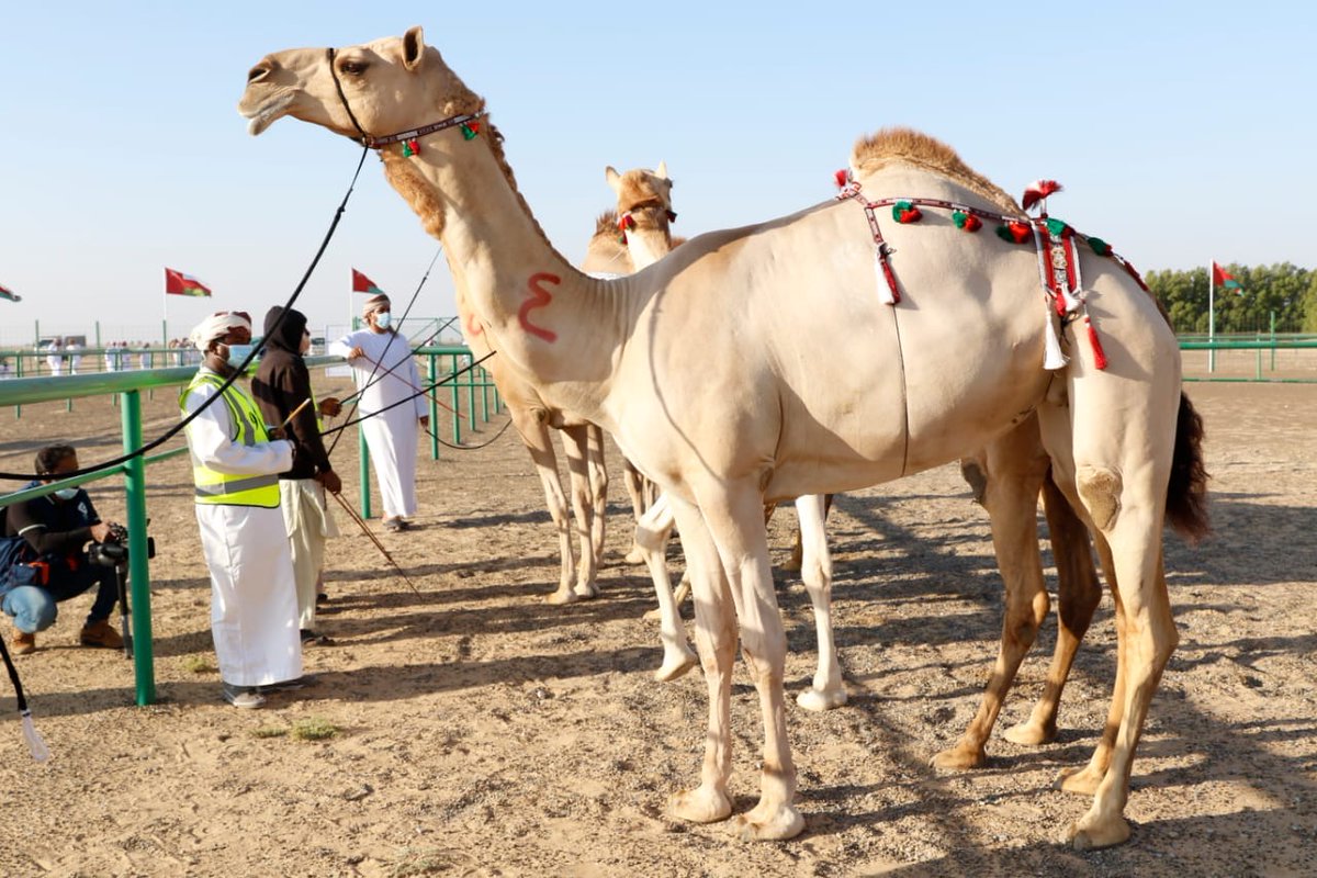 bp_Oman's tweet photo. We're proud to support @HamraAldrooa camels festival as part of our commitment towards supporting cultural activities around #Block61. Our social investment team, In-Country Value and Communication & Advocacy managers joined the festival activities https://t.co/LeeZ60JlQ3