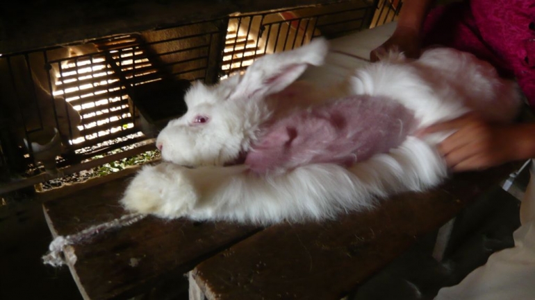 CHECK YOUR LABELS! Were your clothes made from hair live-plucked from a rabbit? 💔