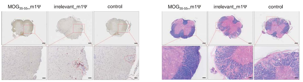 🧐MolecularCloud Article - Vaccines for Autoimmune Diseases: Inducing Tolerance without Inflammation molecularcloud.org/p/vaccines-for…