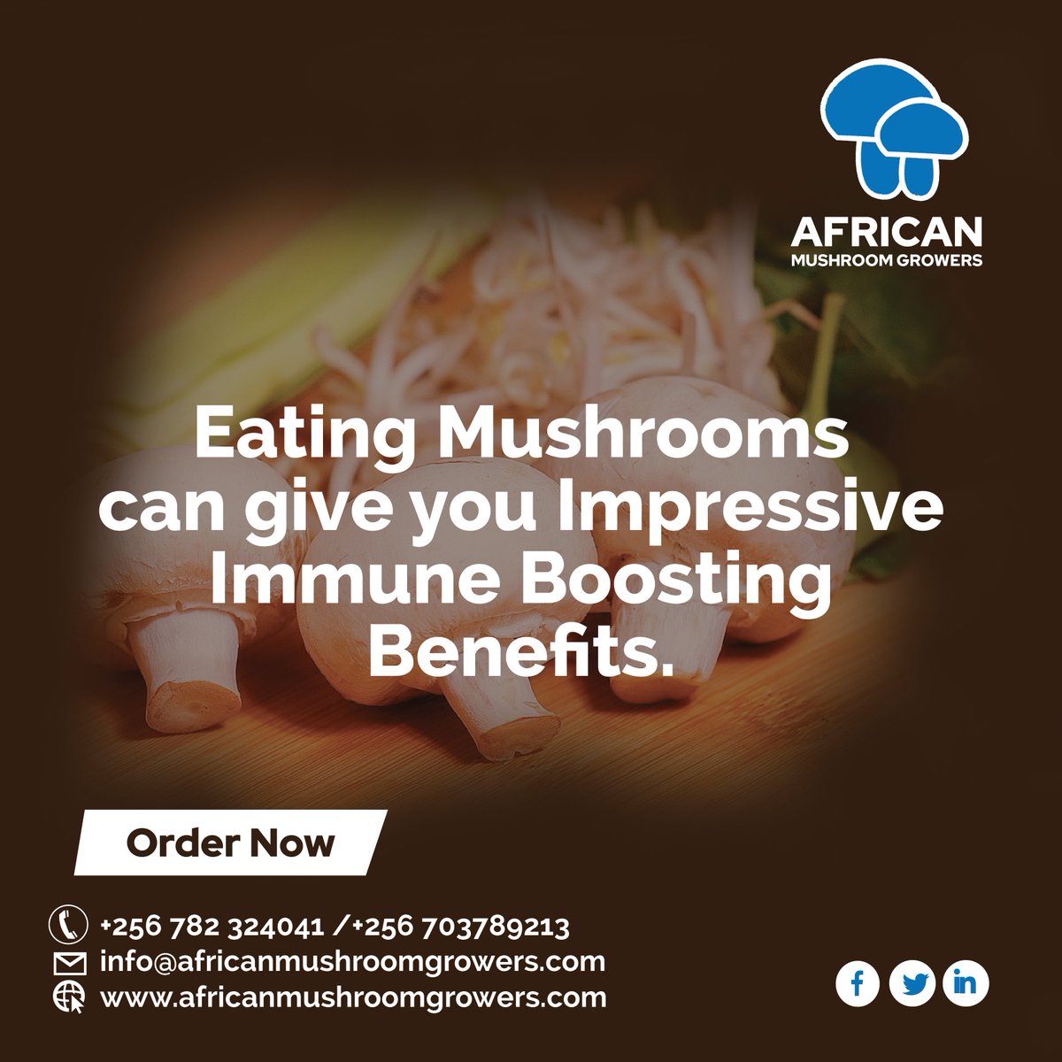 AfricanMGrowers's tweet photo. DID YOU KNOW?
Mushrooms can give you impressive immune boost benefits. Visit https://t.co/P3Rxucwfsv to learn more about our mushroom growing projects. #mushrooms #farming #Uganda  #health #Africa https://t.co/BCiIEhDwzc