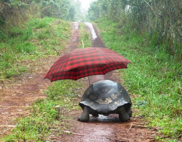Tortoiseoftheda's tweet photo. December 13th 2021
🎶 Singing in the rain 🎶 https://t.co/CCK5CYvktT
