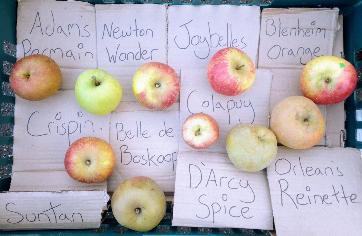 Last week of Orchard Club. 
Beauties. 
x