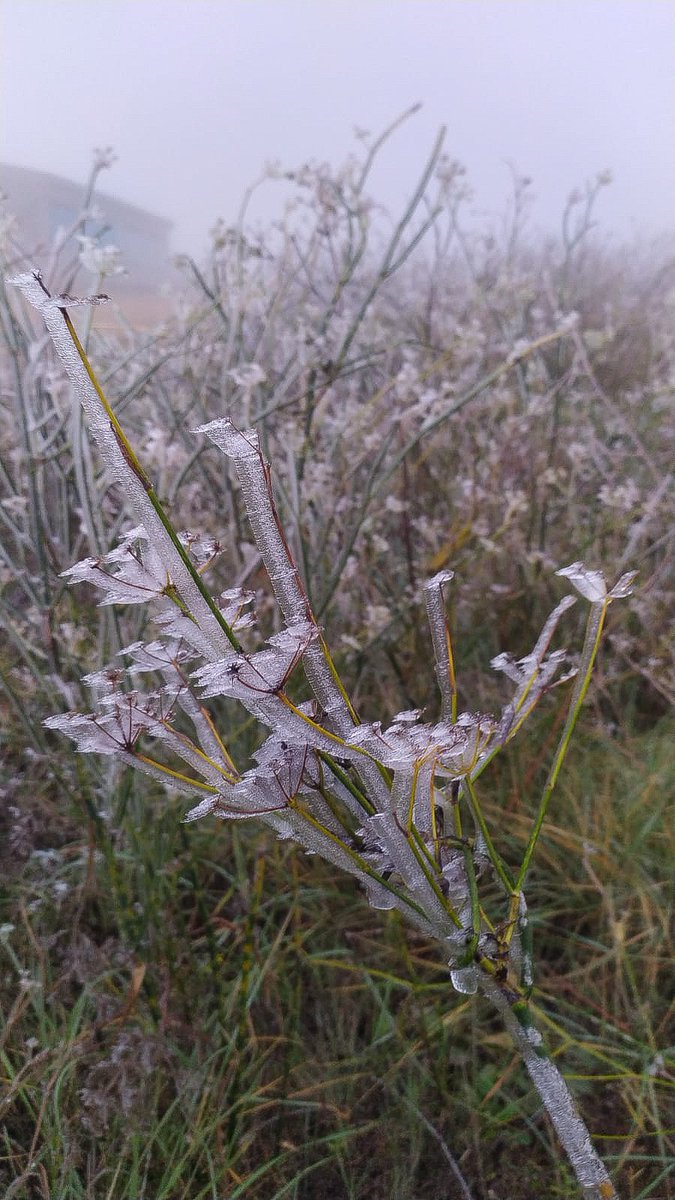 Miicastello's tweet photo. Foto que m'envia el Mounir Maarouf de com està el paisatge a La Granadella (Les Garrigues) a primera hora del matí ❄️ #eltempstv3 #meteocat @MeteoMauri https://t.co/A66ySEnVKO