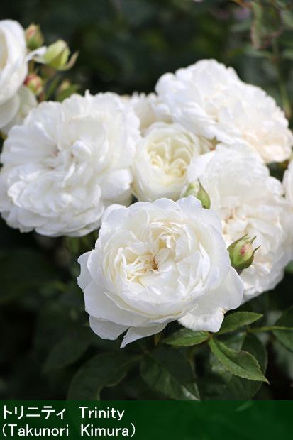 Niwacul ニワカル 北海道のガーデニング カルチャーwebマガジン 21秋 22春のバラ 最新 おすすめ品種 ナーセリー 種苗各社のプロたちがセレクト 詳しくはこちら 後編 T Co Dz2o3t3peo タキイ種苗 さん デビッド