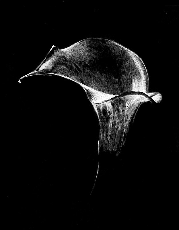 insideblackmoon's tweet photo. #BNW #drawing #flower #ArtistOnTwitter #whiteart https://t.co/jVnHKlZXot