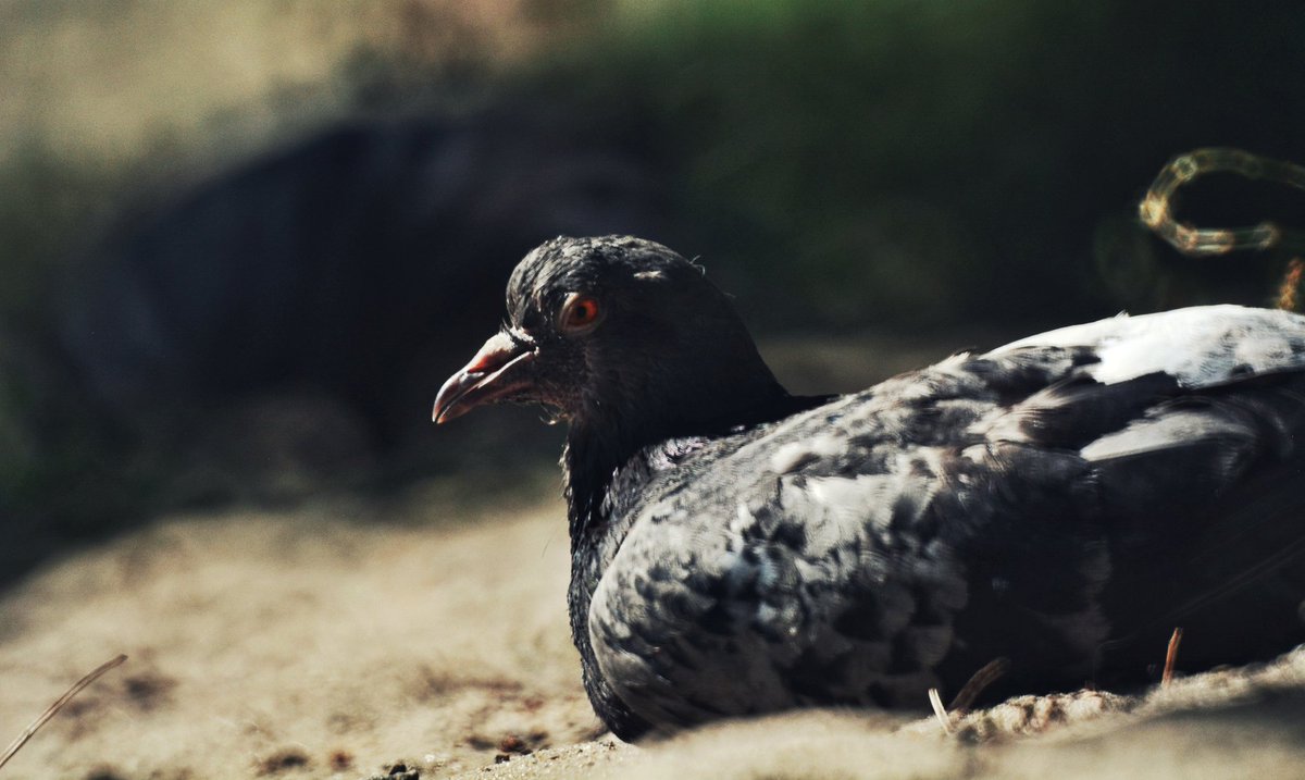 insideblackmoon's tweet photo. #Nikon @nikonukraine #manuallens #Helios #birdphotography #wildlifephotography @NatGeo #snake #pigeons https://t.co/XkzMS6XywO