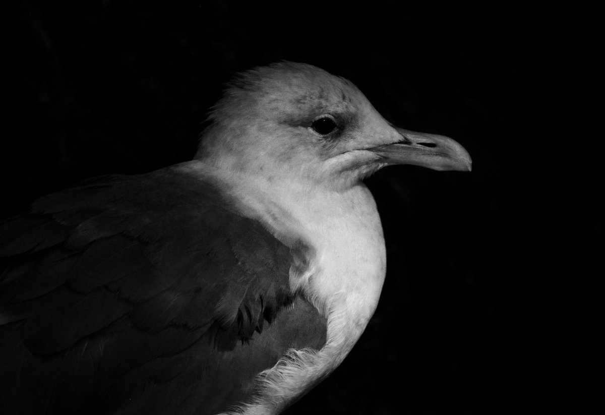 insideblackmoon's tweet photo. #Nikon @nikonukraine #manuallens #Helios #birdphotography #wildlifephotography @NatGeo #snake #pigeons https://t.co/XkzMS6XywO