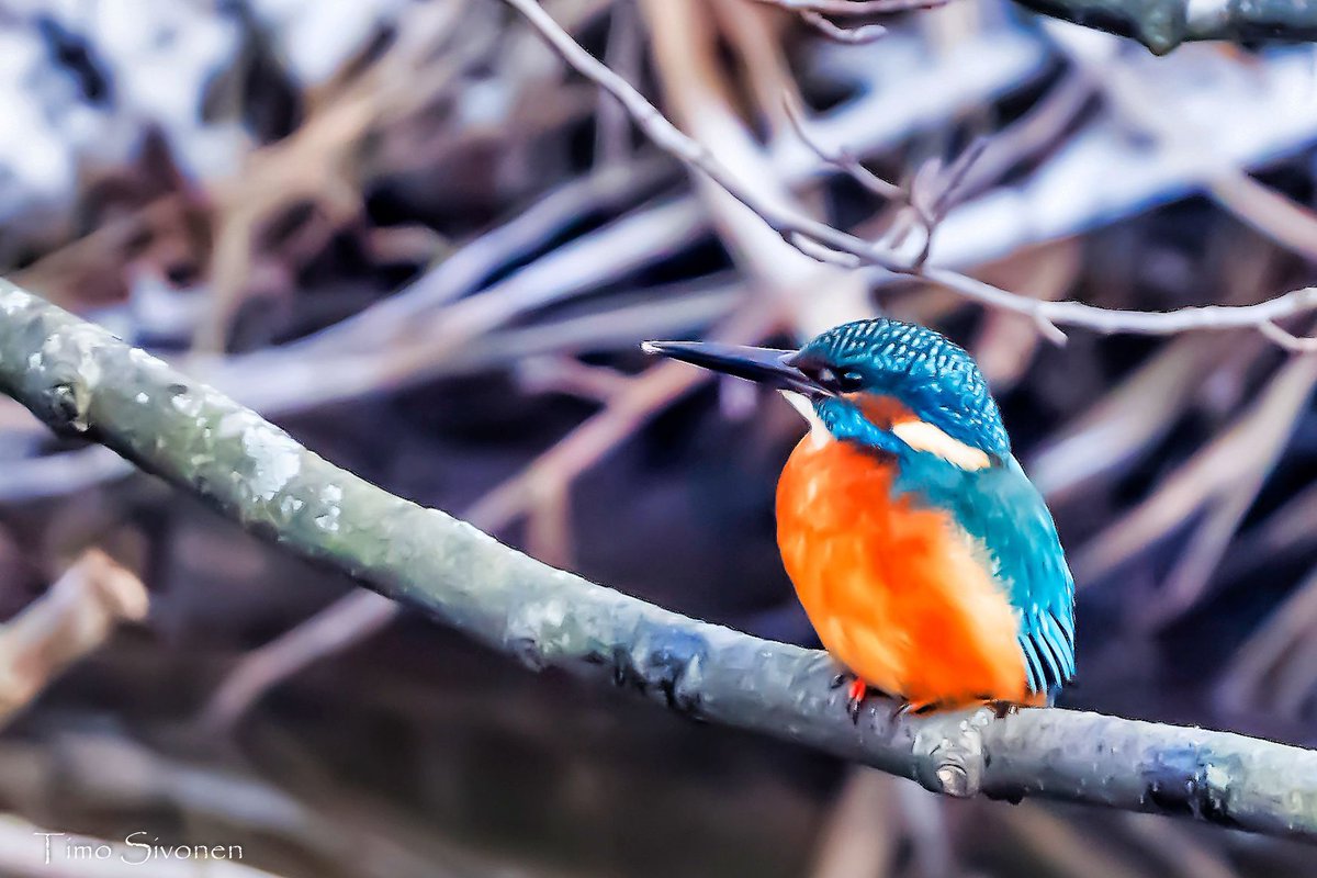 Sivontim's tweet photo. Should I leave or stay?

#kuningaskalastaja #kingfisher #luonto #luontokuva #lintukuvaus #espoo #lintu #bird #birds #wildlife #linnut #nature #lintukuva https://t.co/Je5bmy5Gg9