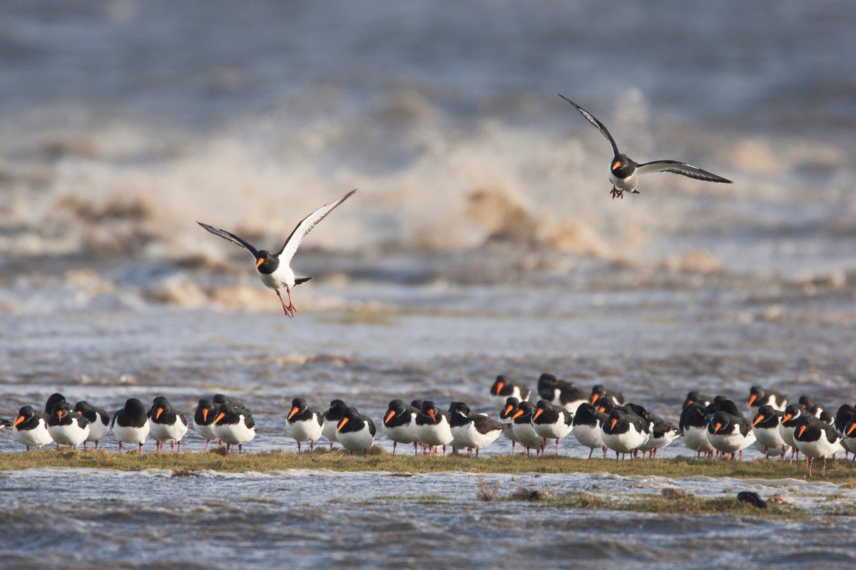 Het nieuwe kabinet geeft geen nieuwe vergunningen meer af voor gaswinning onder de Waddenzee. Dat staat in het nieuwe coalitieakkoord. Goed nieuws voor de waddennatuur!