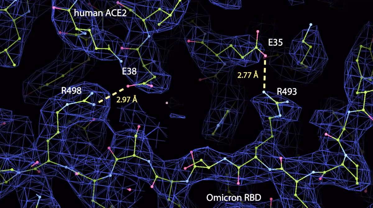 #CryoEM structure of #Omicron (B.1.1.529) variant spike protein in complex with human ACE2 reveals new salt bridges formed by mutated residues R498 and R493 in the RBD and residues D38 and E35, respectively, in ACE2.