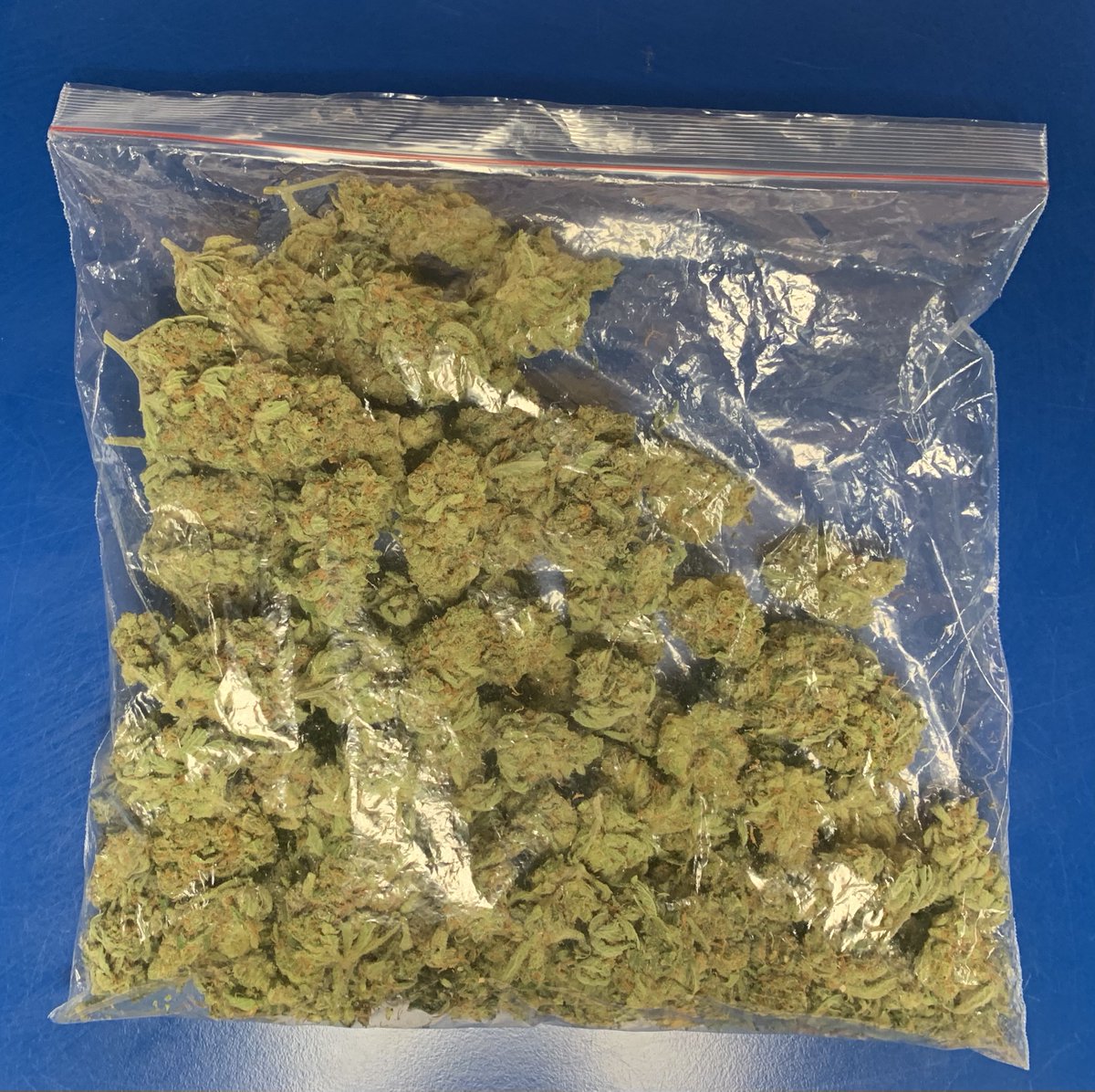gmptraffic's tweet photo. Driver tried to run after travelling at speed &amp; driving over a pavement #detained. Driver drunkenly stated he was called Jesus &amp; refused to provide a sample of breath. Drugs located, vehicle seized #165 &amp; driver arrested #XT48. Driver again refused to provide in custody #charged https://t.co/cG8mhHyOz0