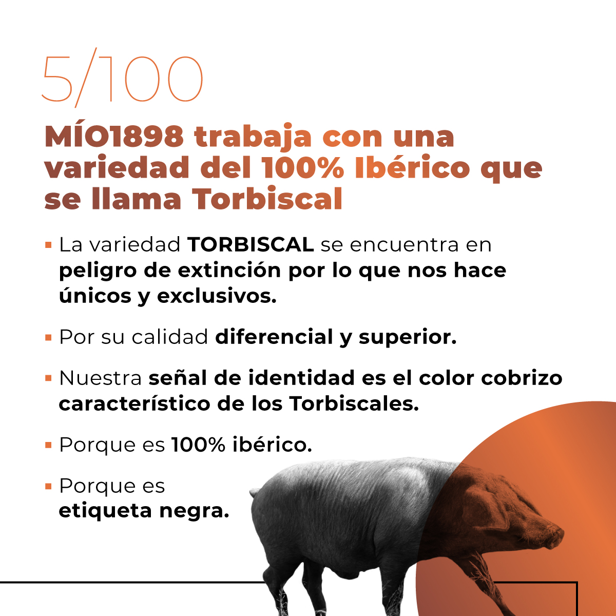 mio1898's tweet photo. Traemos los primeros 5 motivos por los que MIO1898 puede que sea el Mejor Jamón del Mundo, hablamos sobre nuestra raza Torbiscal.
#MIO1898 #100razones #jamónibérico #jamón #jamóndebellota #altacocina #gourmet #denominaciondeorigen https://t.co/5bntJBnDba