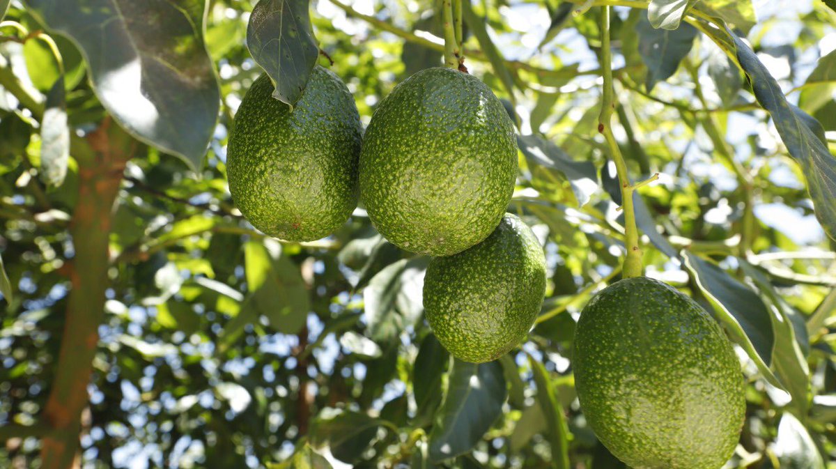 MecheColinG's tweet photo. ¡Feliz Jueves! ☀️🥑
¿Sabían qué? El #Edoméx ocupa el 3° lugar a nivel nacional en producción de #Aguacate. Algunos de los municipios con mayor producción son: #CoatepecHarinas, #DonatoGuerra, #Temascaltepec, #Tenancingo, #ValleDeBravo y #VillaDeAllende. 🙌🏻🥑 https://t.co/Rf0yGaAylT