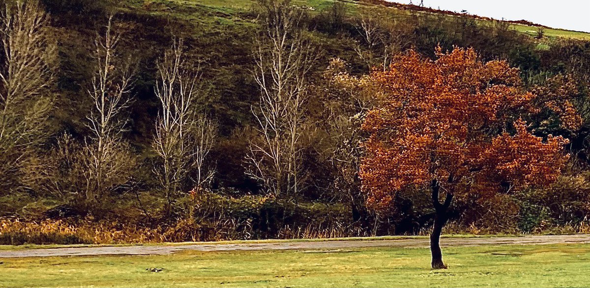 CVDTCLB's tweet photo. Follow your soul.. find where it's gonna take you .. You'll never regret and never wish to be back ..

December the 12th, 2021  ÇATALCA

#çatalca #inceğiz #İstanbul #countrside #nature #NaturePhotography #doğa https://t.co/RhCy5uqdOR