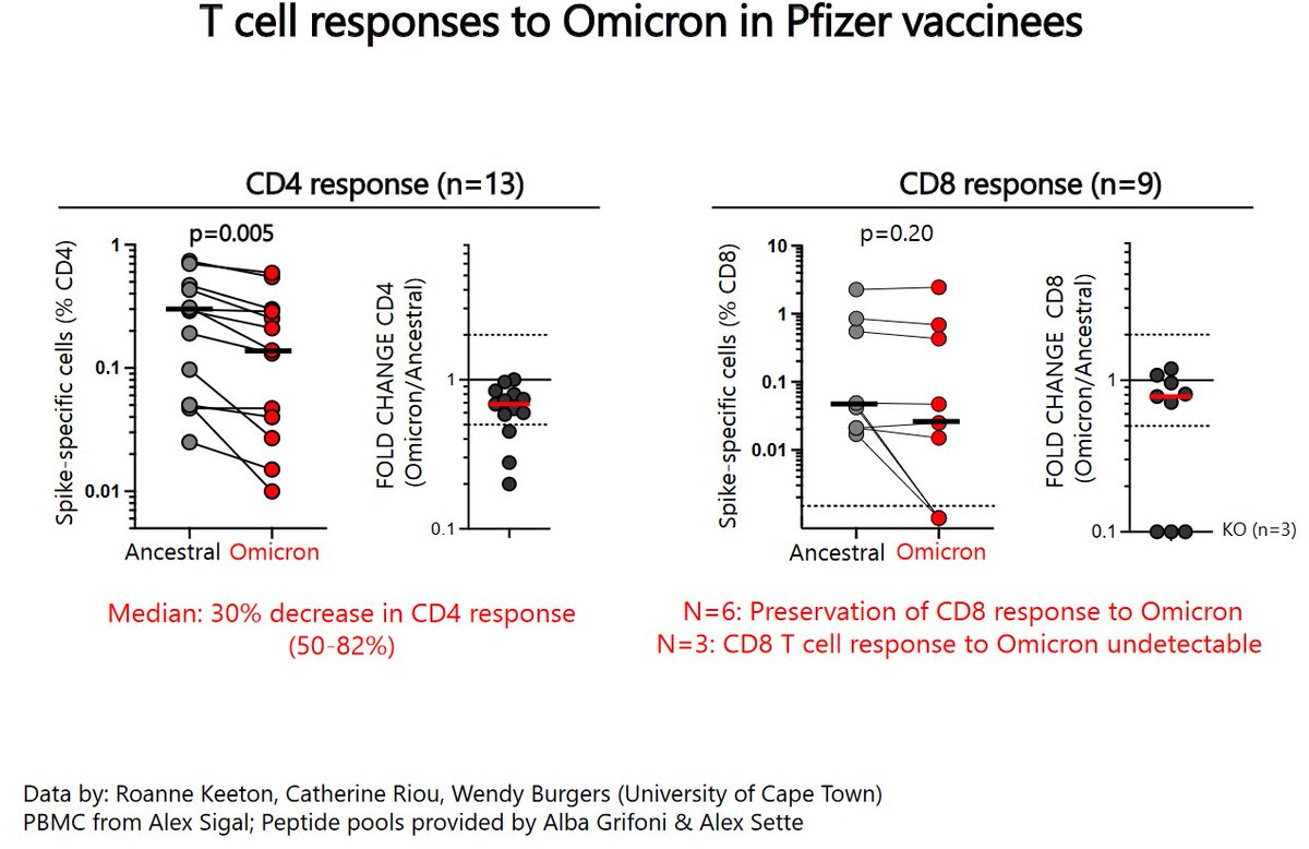 Erste Labordaten zur T-Zellantwort gegen #Omicron  zeigen, wie erwartet, eine weitgehend erhaltene T Zell-Reaktivität.
D.h. während die Antikörperneutralisation bei Omicron deutlich schwächer ausfällt, erkennen T Zellen auch das mutierte Spike von Omicron
cdn.who.int/media/docs/def…