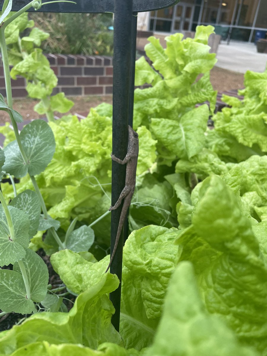 Mrs. Irshad (@irshadrtgg) on Twitter photo Good morning <a href="/FrostwoodElem/">Frostwood Elementary</a> 5th graders! We have so many amazing things to find in your #SchoolGarden today! π»π¦π¦ <a href="/readygrowgarden/">Ready to Grow Garden</a> Good morning <a href="/FrostwoodElem/">Frostwood Elementary</a> 5th graders! We have so many amazing things to find in your #SchoolGarden today! π»π¦π¦ <a href="/readygrowgarden/">Ready to Grow Garden</a>