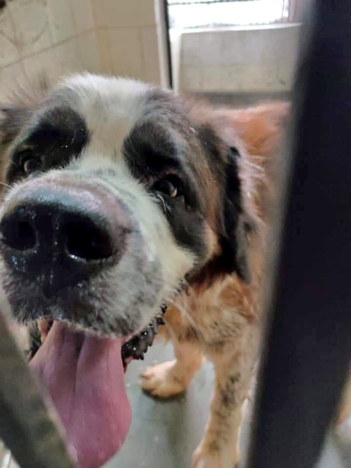 TheViditsharma's tweet photo. URGENT ADOPTION APPEAL
This baby is up for adoption. He was found abandoned on the streets. He needs a home where he’s the only pet.For further details please contact
+919793320800
Location : Delhi/NCR
#AdoptDontShop
#Dogs
#GiveHome https://t.co/bDFELoGrAr