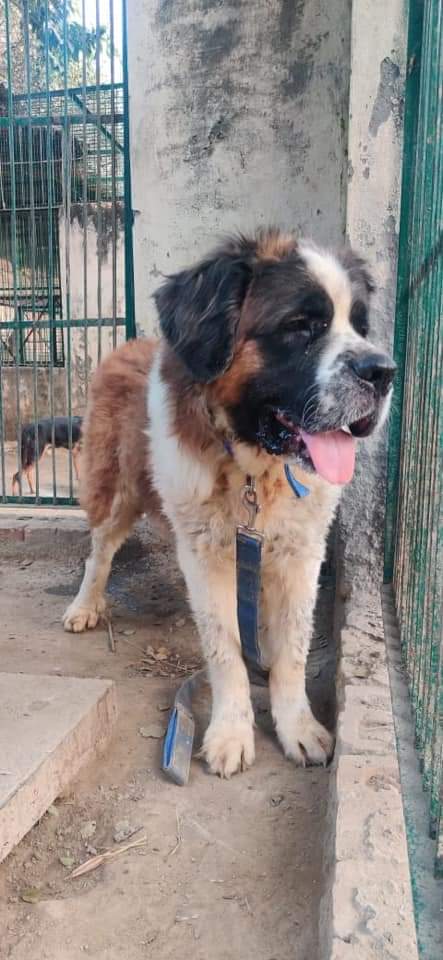 TheViditsharma's tweet photo. URGENT ADOPTION APPEAL
This baby is up for adoption. He was found abandoned on the streets. He needs a home where he’s the only pet.For further details please contact
+919793320800
Location : Delhi/NCR
#AdoptDontShop
#Dogs
#GiveHome https://t.co/bDFELoGrAr