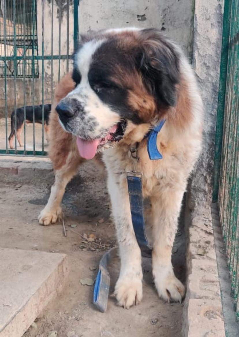 TheViditsharma's tweet photo. URGENT ADOPTION APPEAL
This baby is up for adoption. He was found abandoned on the streets. He needs a home where he’s the only pet.For further details please contact
+919793320800
Location : Delhi/NCR
#AdoptDontShop
#Dogs
#GiveHome https://t.co/bDFELoGrAr