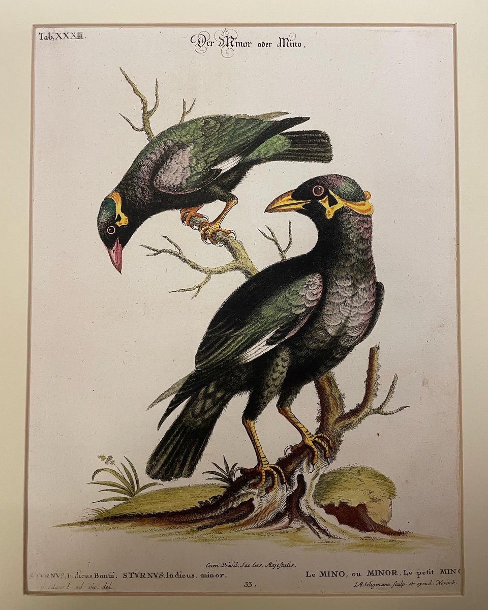 wilsberg's tweet photo. Ab sofort im #Antiquariat:
Große Auswahl an:
#Vögel
#altkolorierte #Kupferstiche (Motivgrösse 27x20cm/ Passepartout 45,5c31,5 cm)
aus
Johann Michael #Seligmann „Sammlung verschiedener ausländische und seltener Vögel“ #1749
#vogel #bird #graphik #naturalhistory #antiquariat https://t.co/8LlzVIXqHn