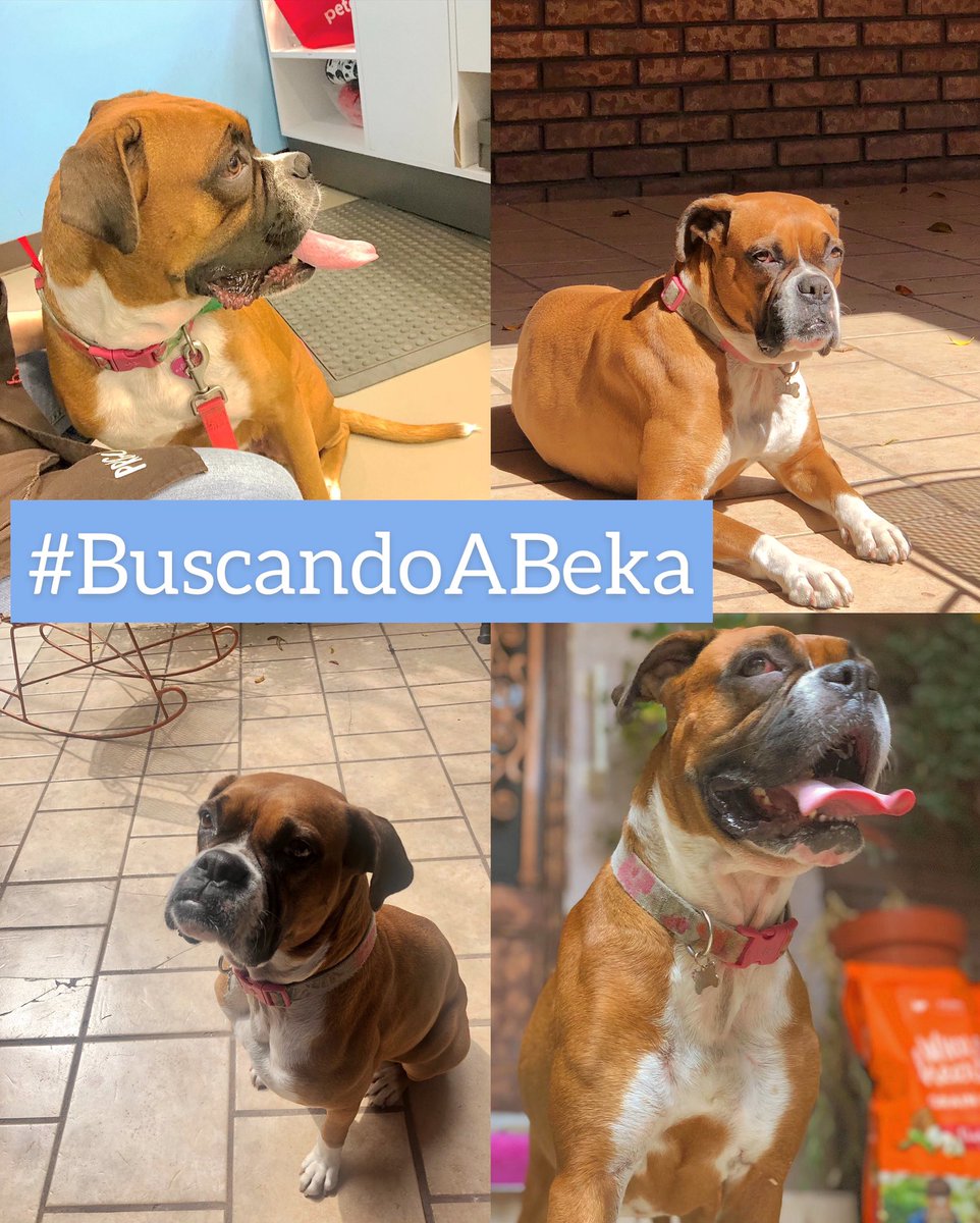 KarinaaSusana's tweet photo. 📢📢📢📢📢📢 Aún no tenemos noticias… 
Beka te seguimos buscando se que pronto estarás con nosotros!!! 
Ayúdenme a difundir, ultima vez vista en paseo de Cumbres!!! 
#BuscandoABeka https://t.co/ZUAIAqPvwn