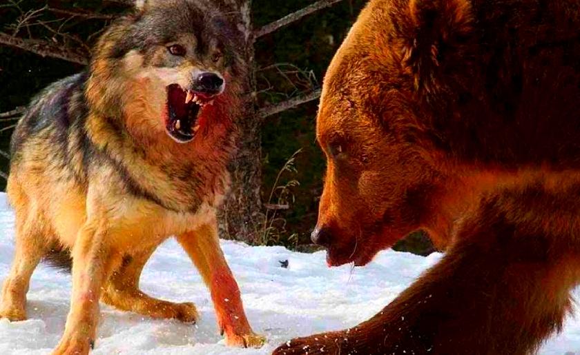 черный медведь аляска. к чему снится медведь нападающий на человека. к чему снится медведь нападающий на человека. причины нападения медведей на людей. медведь гризли нападение на человека.