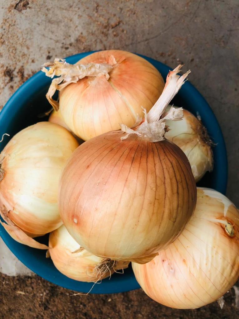 FAOMozambique's tweet photo. Great harvest🧅🧅🧅 from Ms. Marqueza Nguenha in #Mabalane District🇲🇿. Despite climate change challenges, with @FAOMozambique support, she managed to improve her farming techniques. Thanks to the Government of Flanders farmers are becoming more resilient. #Zerohunger https://t.co/h2ibfAGn8E