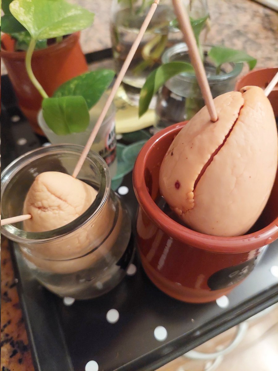 Zora Nouari tweet media