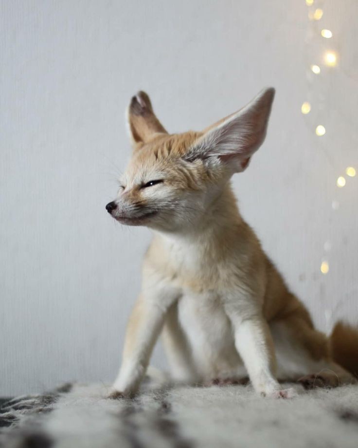 FennecFoxToken's tweet photo. https://t.co/389My79ft9