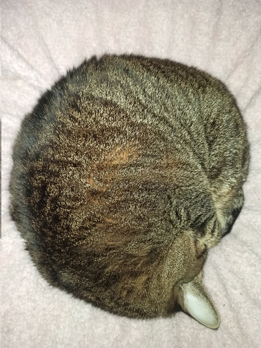 Gabesz57302019's tweet photo. Com estimem a aquesta bola ๐ฃ๐ค๐ป #gata #gateta #ruki #rukcus #perleta #adopta https://t.co/nr44AqYSWv