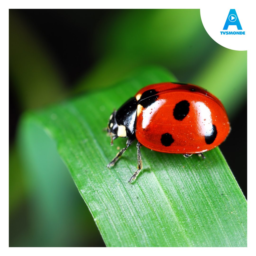 LF_TV5MONDE's tweet photo. COCCINELLE] 🐞 C'est le mot préféré de Kim ! Il désigne un insecte de la famille coléoptère au corps rouge ou orangé tacheté de noir. Certaines personnes pensent qu'elle porte chance.

Et vous, quel est votre mot préféré dans la langue française ?
⬇️ https://t.co/jmQtVWSIqj