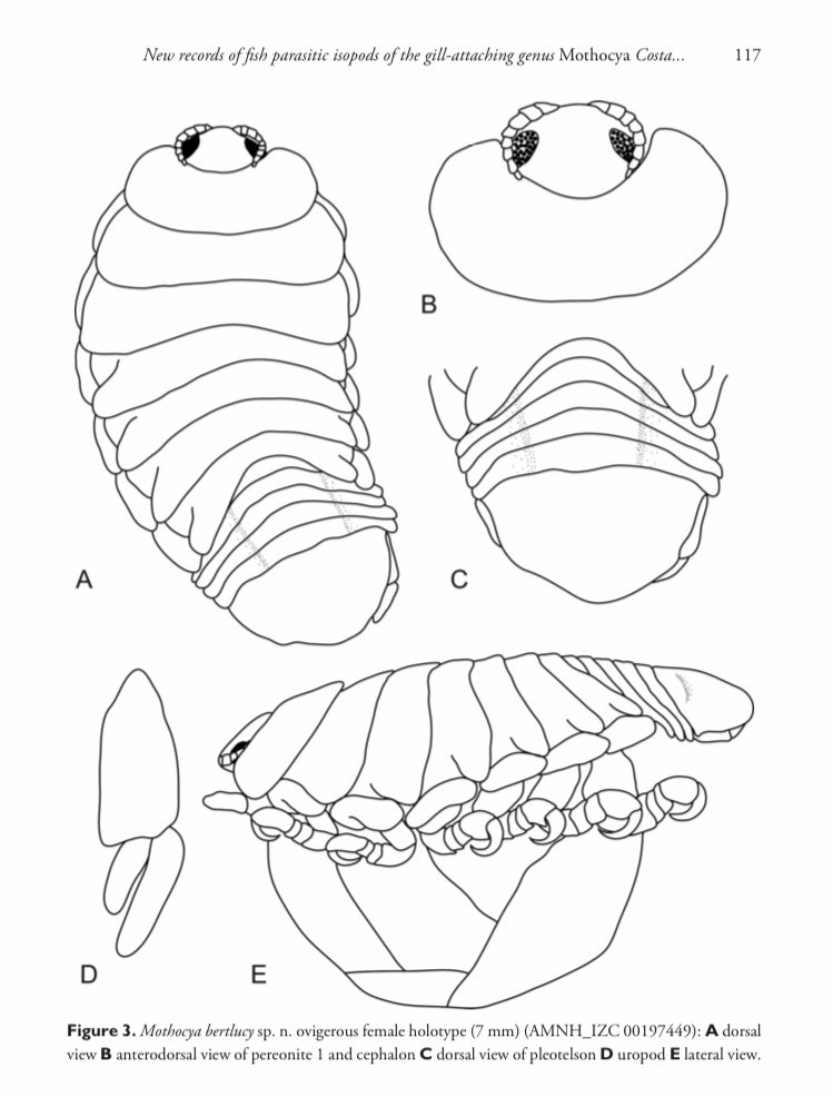NicoJSmit1's tweet photo. Many parasites have been named for brilliant parasitologist. For Day M of #ParasiteABC my choice is the #FishParasiticIsopods Mothocya bertlucy we named in honour of Bert Williams and Lucy Bunkley-Williams in recognition of their huge contribution to marine parasitology. https://t.co/QdH07tCyCk