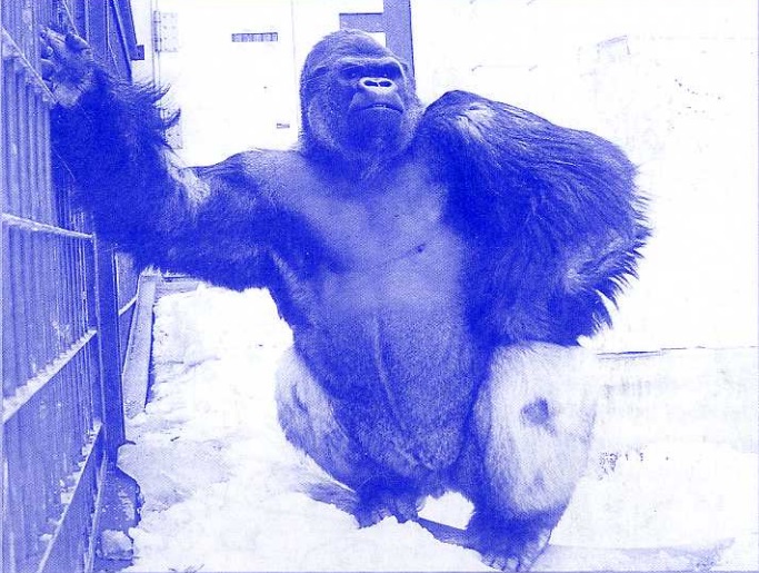 ゴリラ「ゴン太（1972～1994）」 旭山動物園『モユク・カムイ』より
