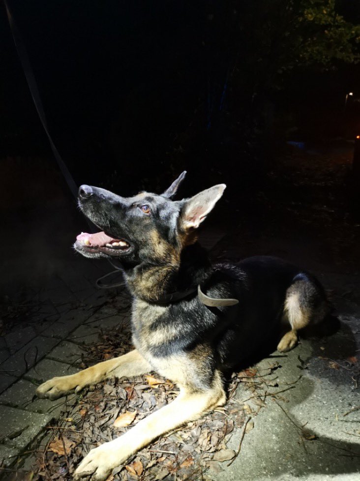 erinregorla tweet media