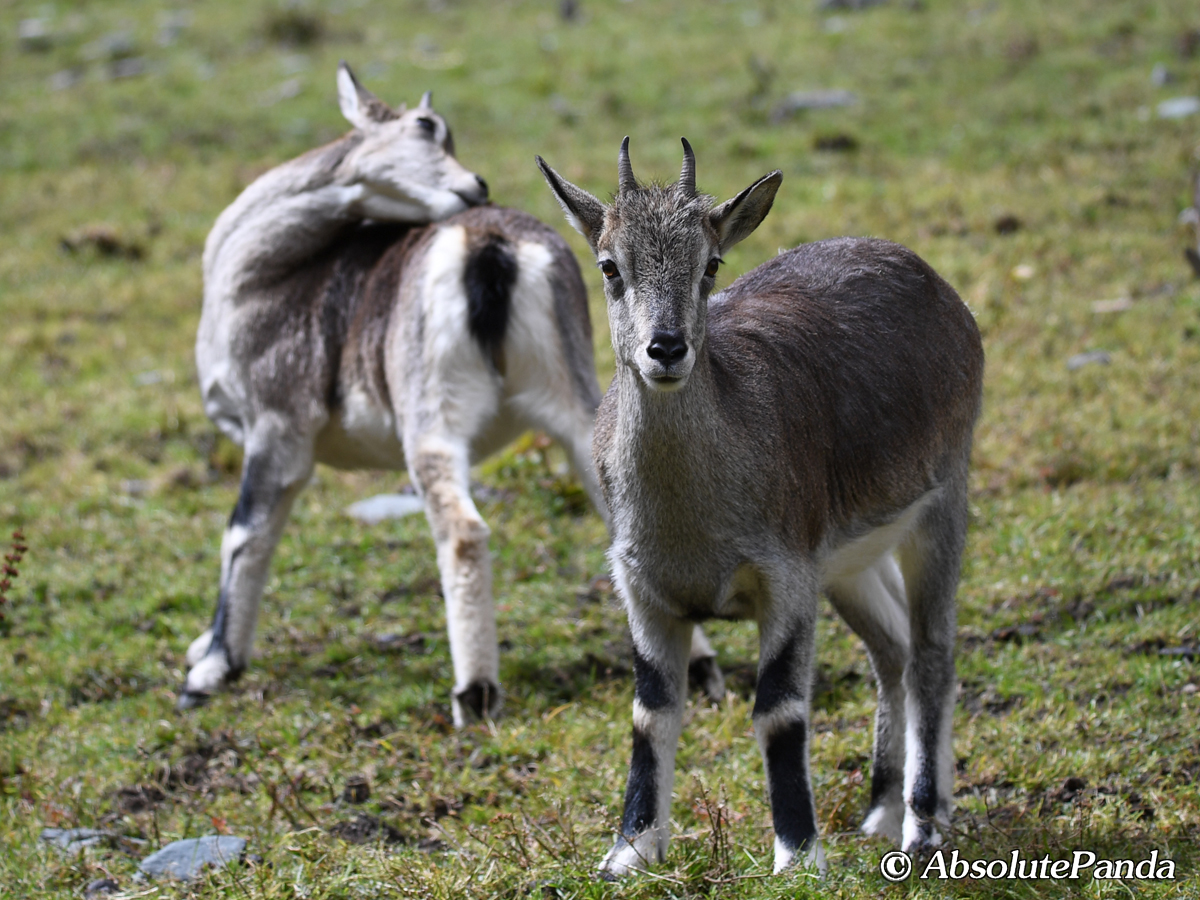 AbsolutepandaCD's tweet photo. Blue Sheep is one of the Class Ⅱ national protected species in China. Both males and females have horns, but there are significant differences in size. The male's horns are much thicker and bigger while slightly bent down. 

#BlueSheep #岩羊 #sheep #AbsolutePanda #Plateau https://t.co/2XNW1PbET1
