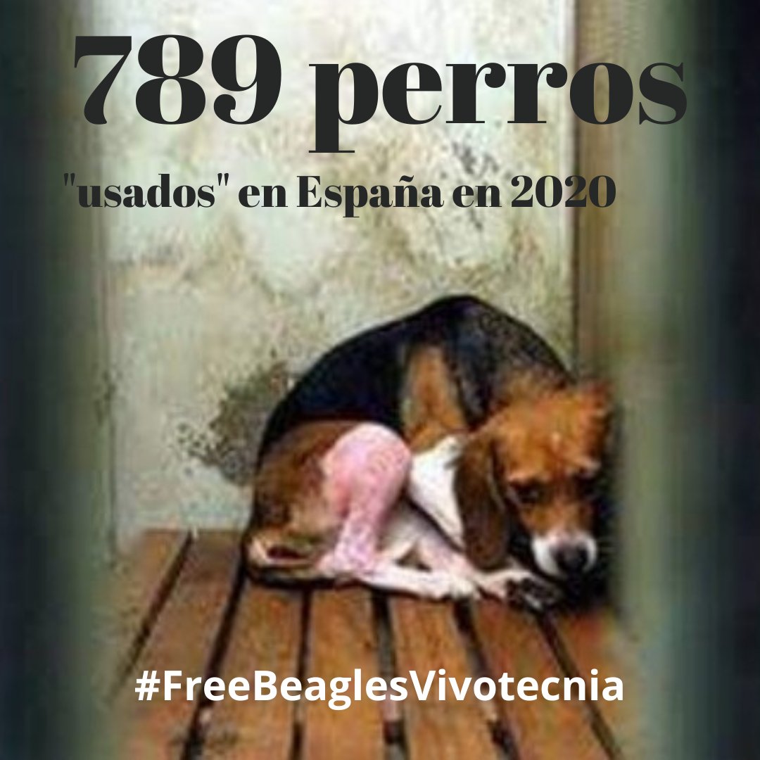 Investiga_SEA's tweet photo. Cifras para ellos, vidas para nosotras. Dejemos de ser gotas y convirtamonos en tsunamis. ¡Que nos den a los Beagles usados y que cumplan la Ley!
@PCB_UB #utox @mterrades1 #RecercaUB darnos a los #Beagles y enmendar vuestro error
#FreeBeaglesVivotecnia https://t.co/19gQmKaHQH