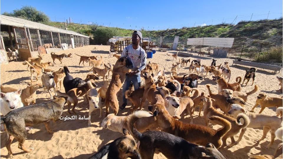 Meet Said Alar from #gaza making artificial limbs from primitive equipment for paralyzed stray dogs and taking care of them inside the shelter