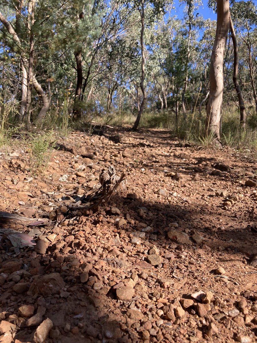KenGrimson's tweet photo. Another fun run on #waggawagga’s Willans Hill. Came across a Bearded Dragon lizard and a kangaroo but no brown snakes today. A nice up and down run mainly on dirt tracks but some bitumen at the Big Dipper.
Charles Sturt University Alumni
#runCharlesSturtrun
#charlessturtalumni https://t.co/pqbUbChHV5