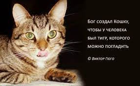 Человек и кот цитаты. Цитаты с котами. Высказывания о кошках и котах. Высказывания о кошках. Человек и кот цитаты.