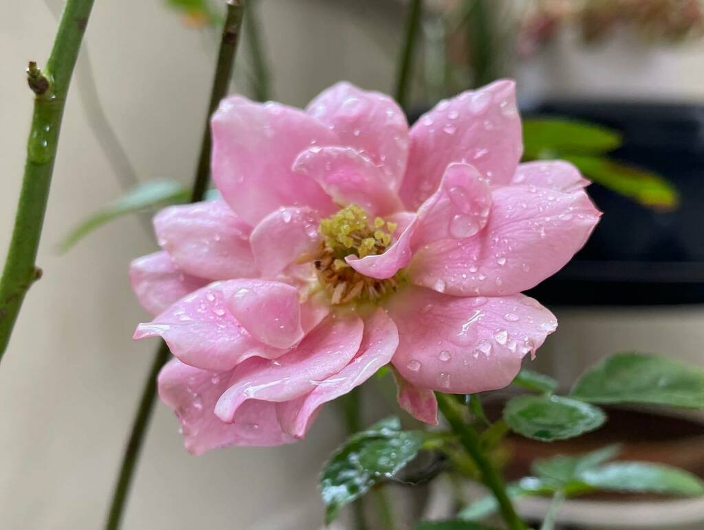 justinleesg's tweet photo. Give the flower a few days and it is blooms even more beautiful. https://t.co/9xrFAE6bTZ https://t.co/l1cdcs66qQ